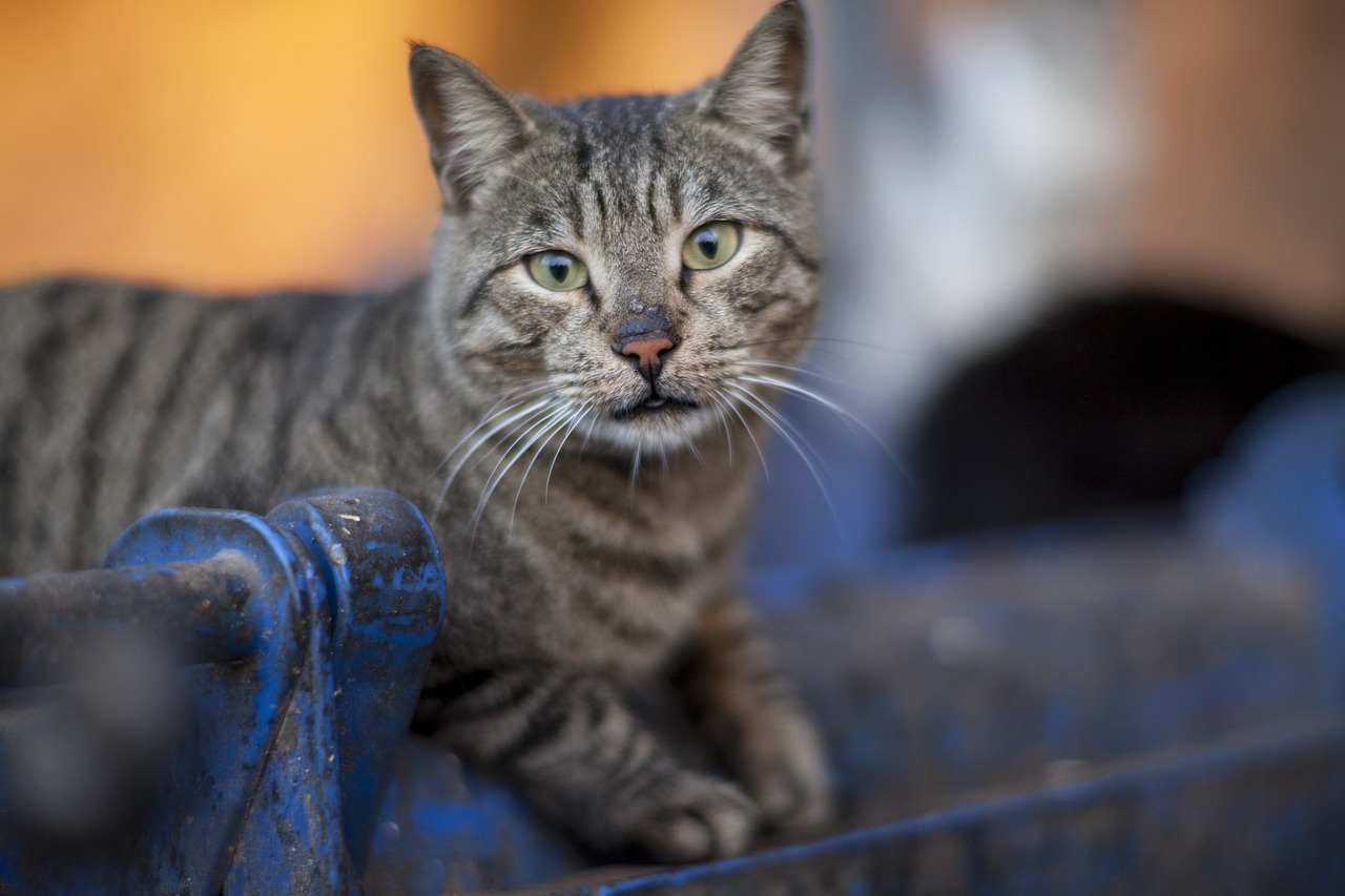 猫咪战车全新版本，升级与变革的完美融合