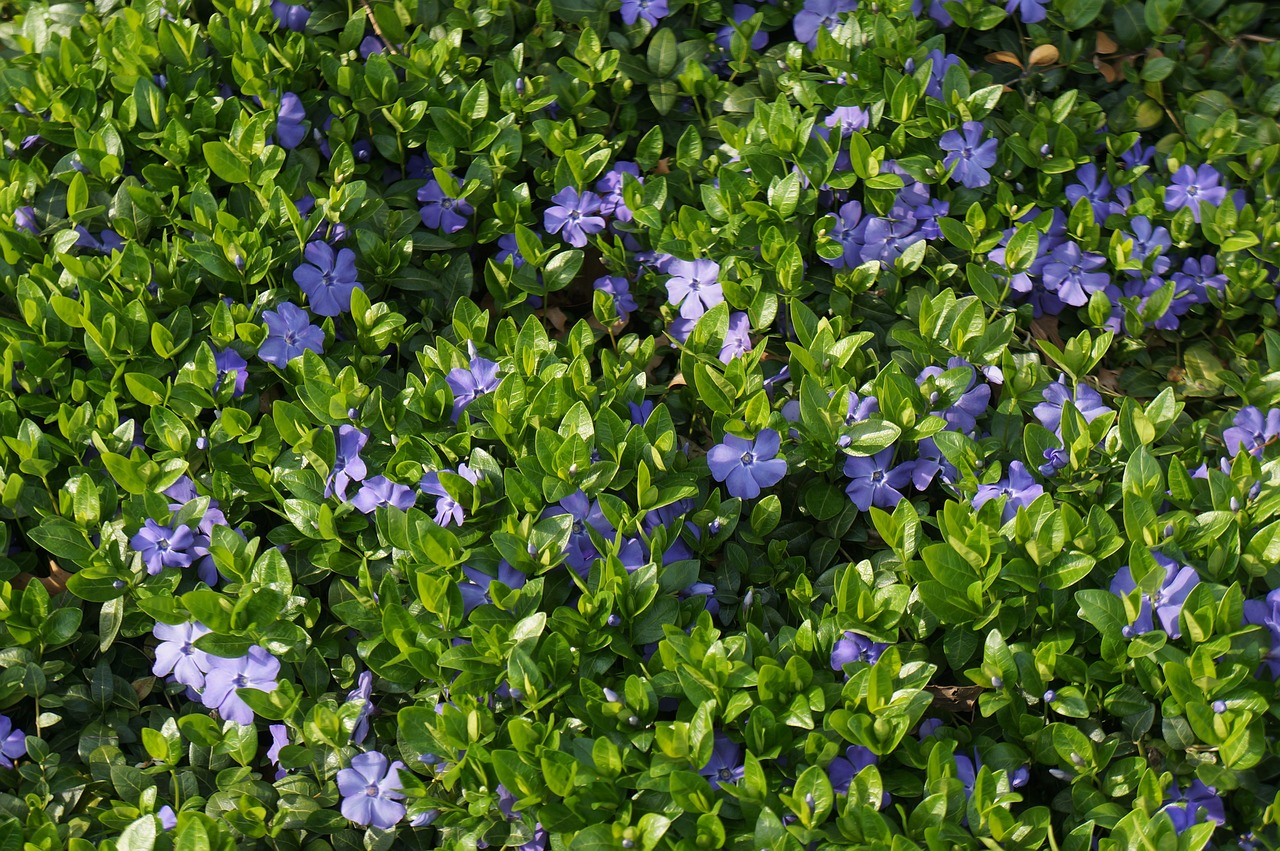 潍坊香菜价格行情深度分析