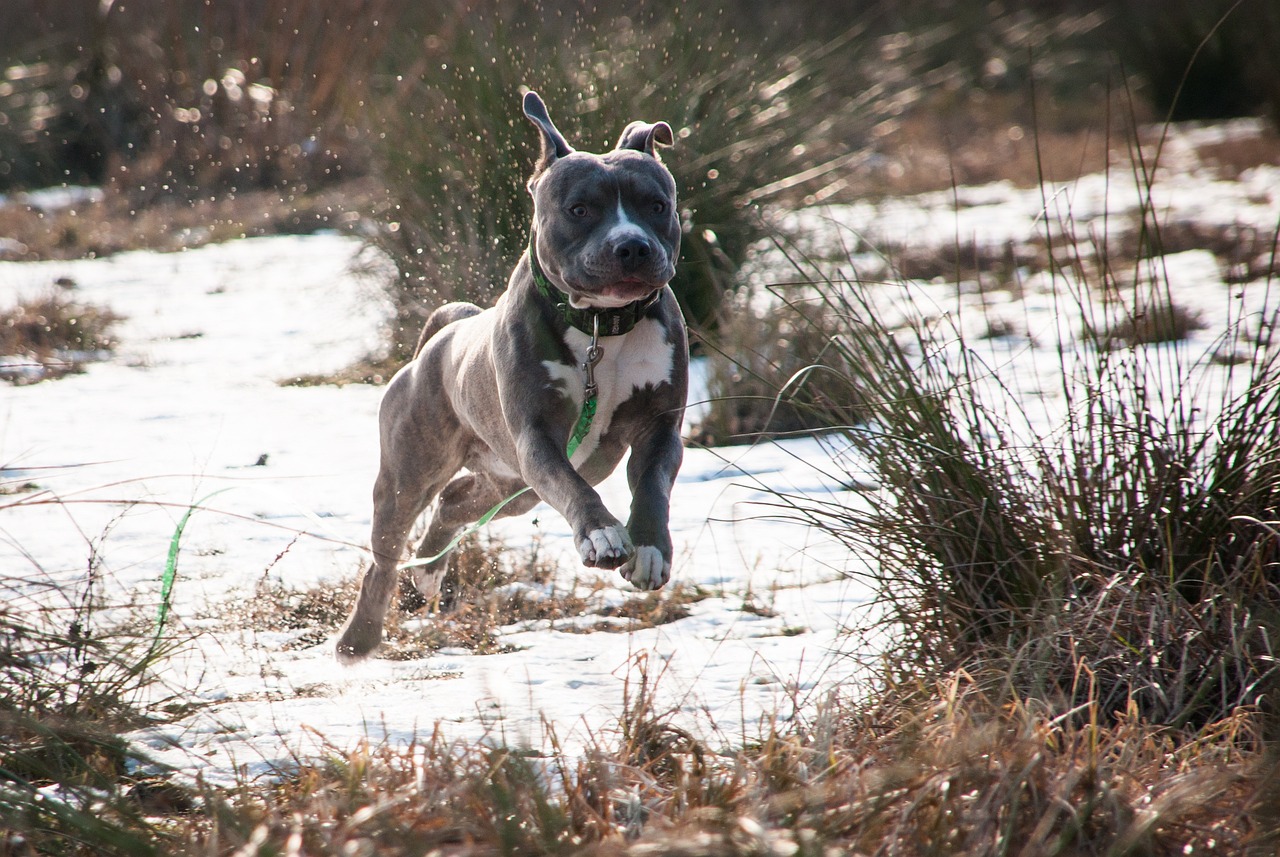 全球最新十大危险犬种排行榜概览