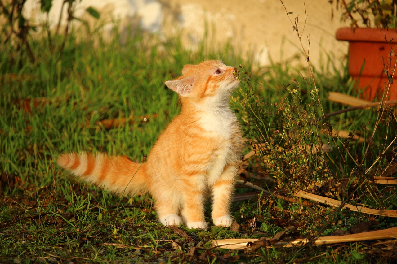 猫咪影新篇，探索猫的奇幻世界与影像的魅力