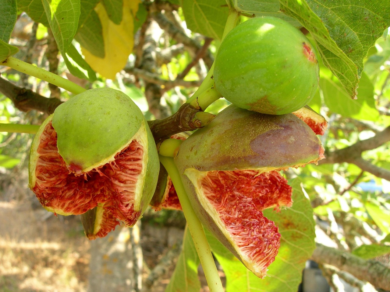 菠萝蜜成熟季节与上市时刻，季节的馈赠揭秘