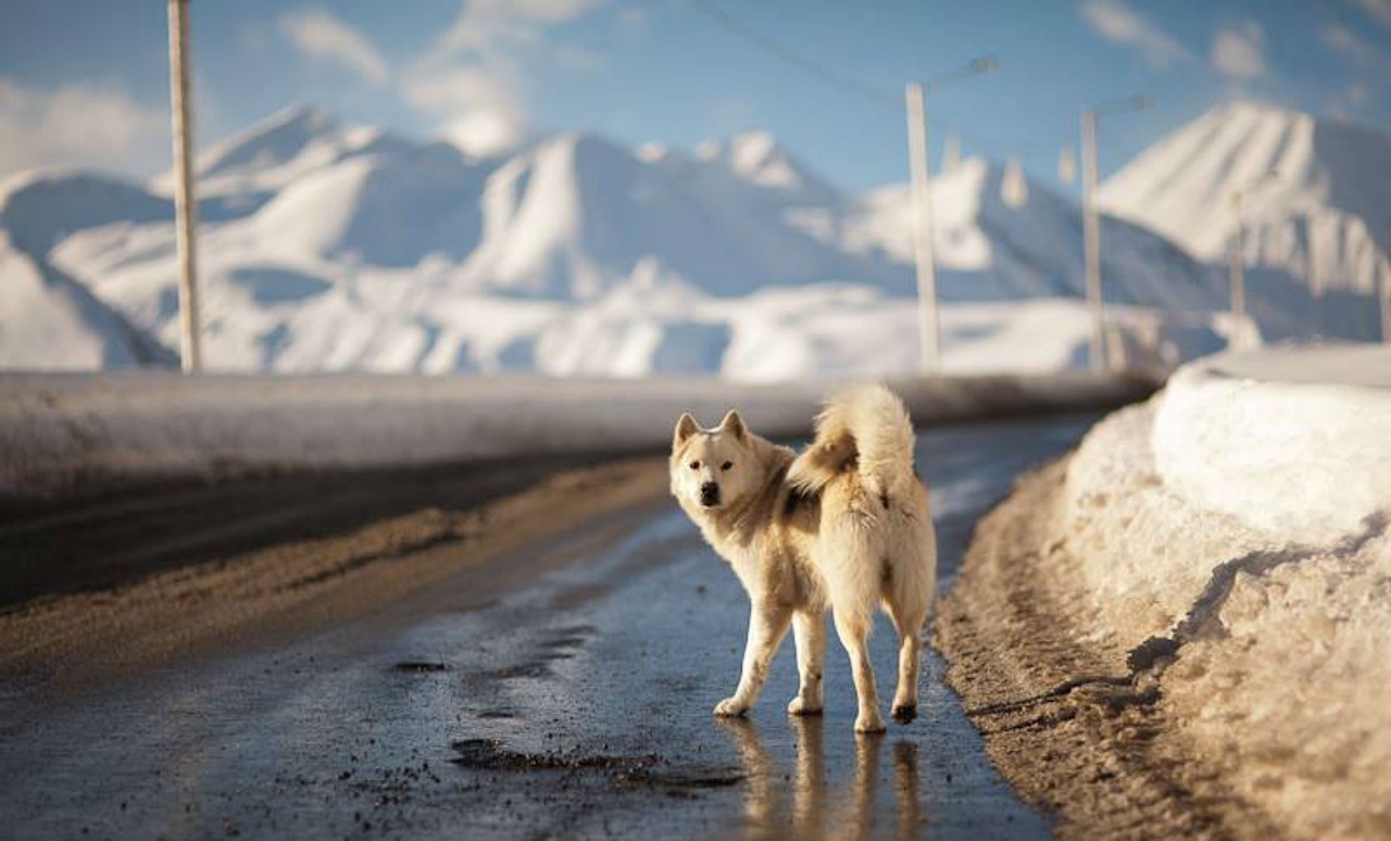纯种犬比赛，展现犬类魅力的精彩舞台