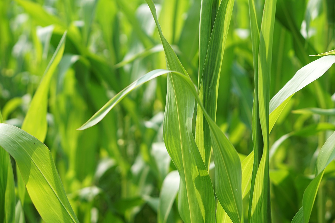 山东芹菜价格最新行情分析与趋势预测