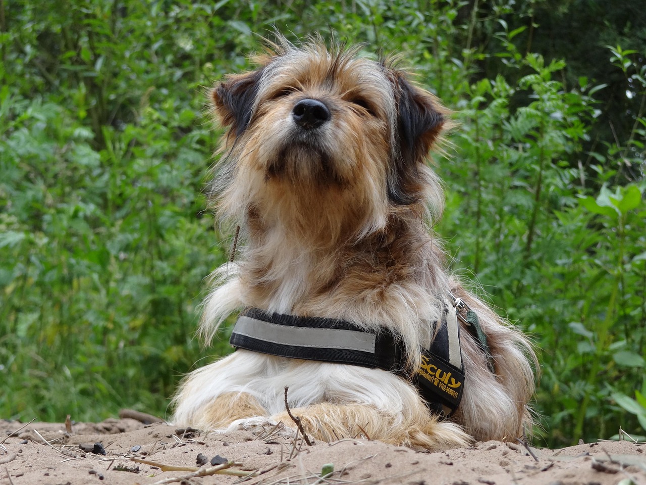 世界顶级斗犬比赛视频，展现犬界精英的激烈竞技舞台