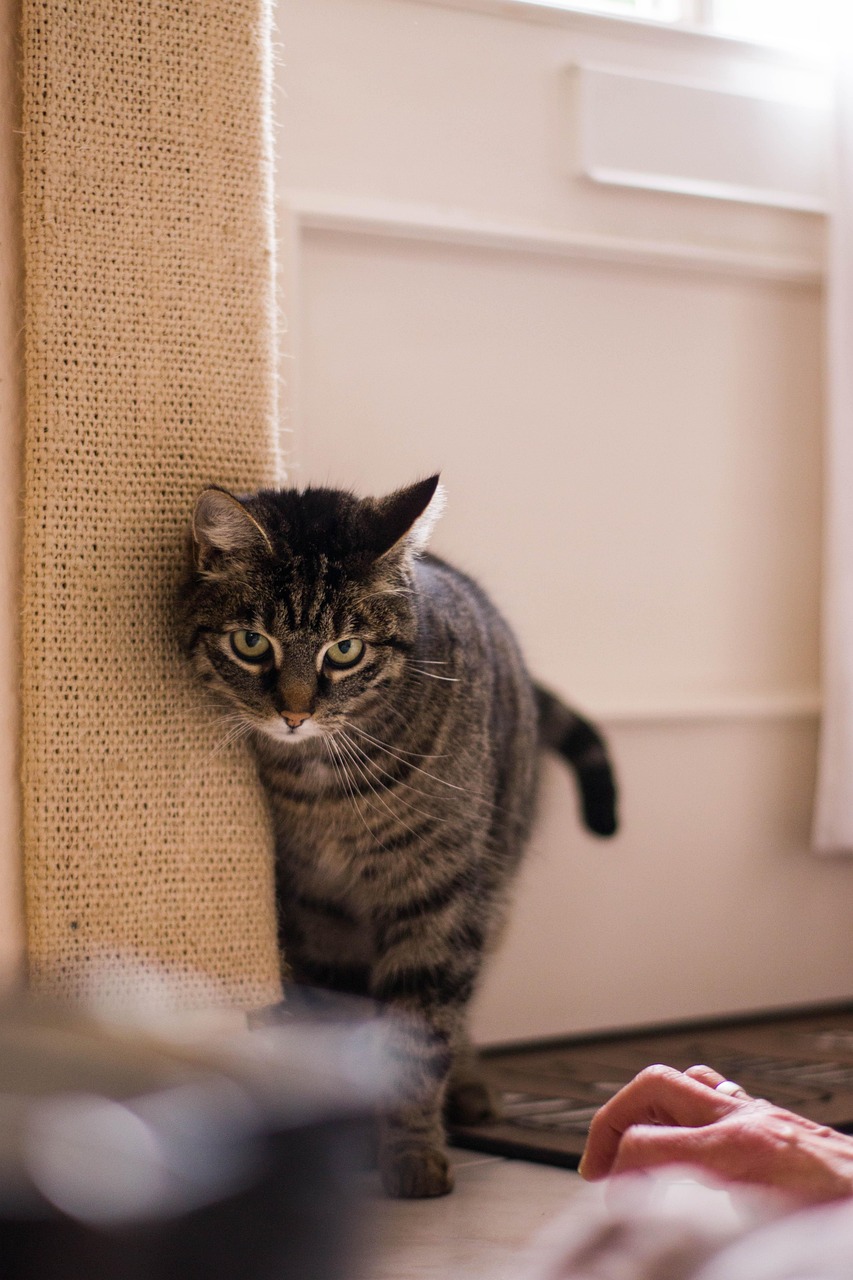 动漫大熊猫，跨越次元的萌力四溢的魅力