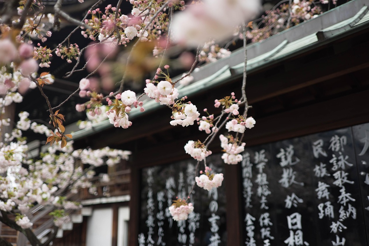 樱花风车动漫，探索日本文化的独特魅力