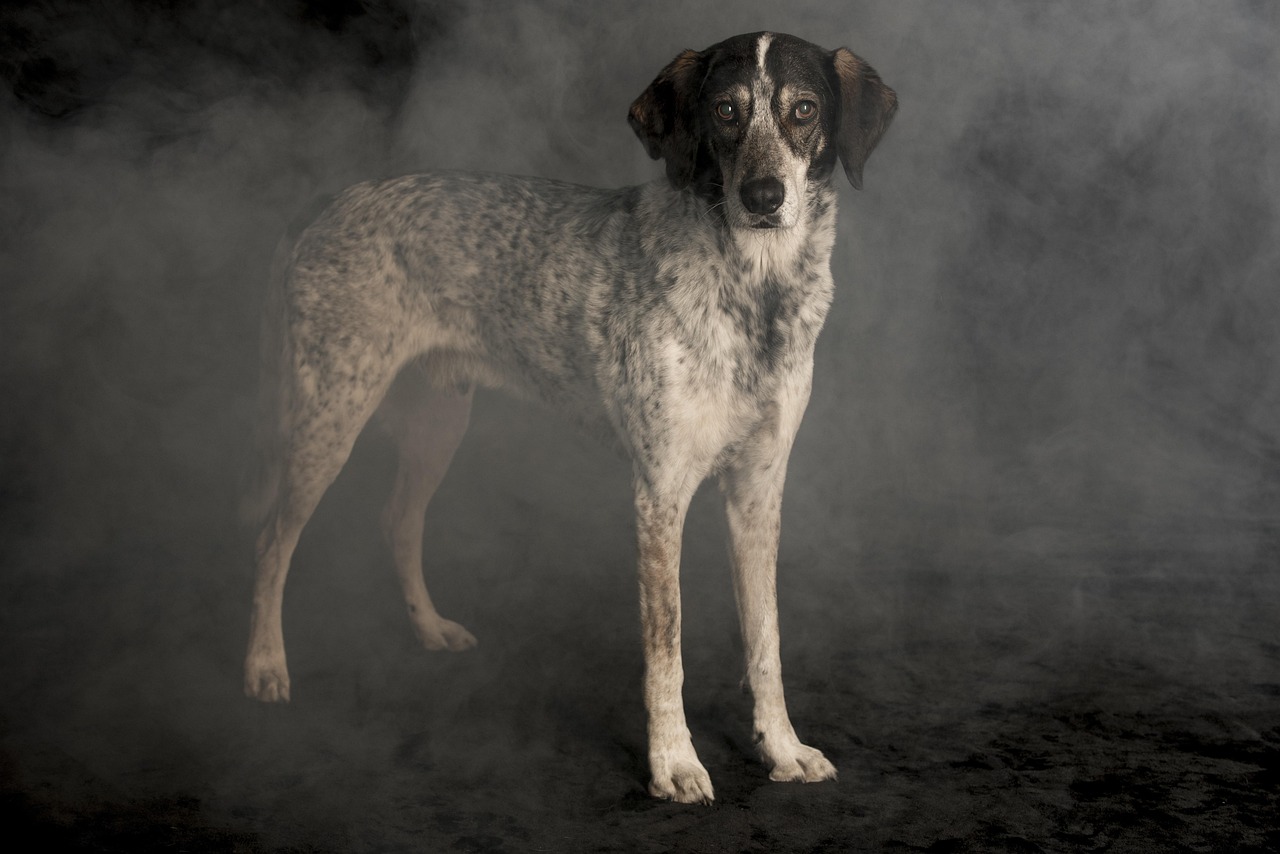 最新狗粮盘点，为爱宠犬精选最佳口粮