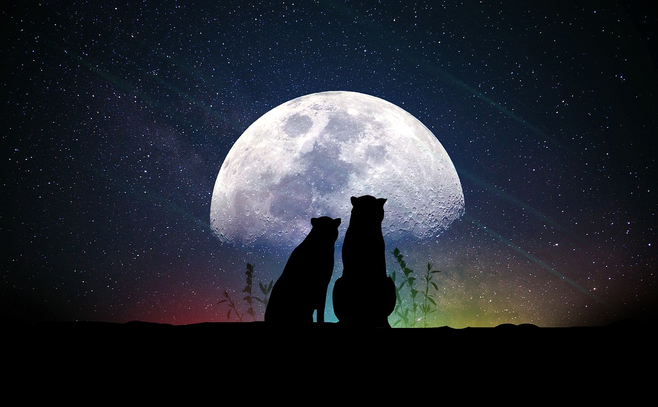 属猪的明星群星闪耀，揭示生肖猪的星光魅力